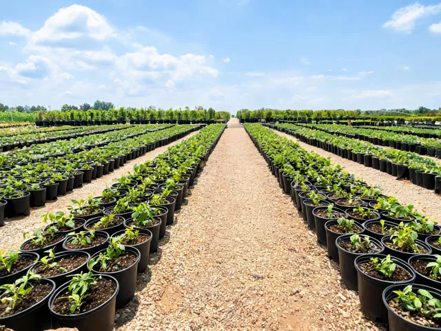 Commercial nursery work aisle