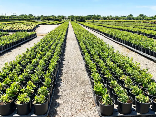Container nursery plant rows