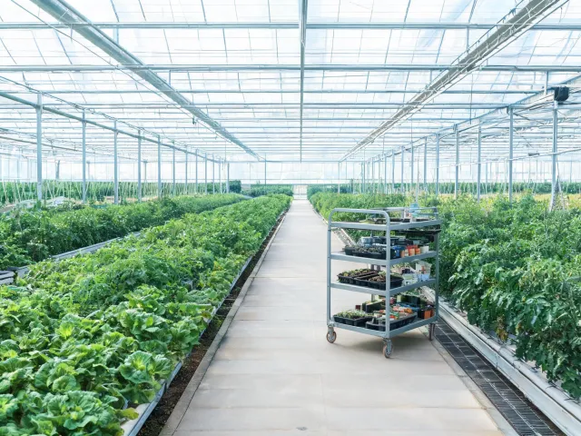 Protected crop greenhouse work lane